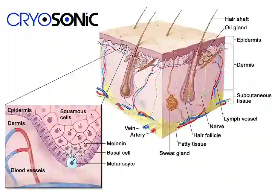 How Cryotherapy Stimulates Melanocyte Activity Tavistock